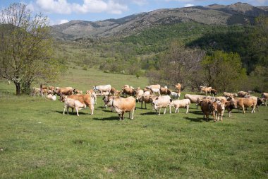 Dağ manzarası çok güzel.