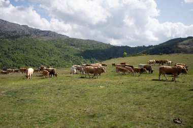 Dağ çayırında otlayan inek sürüsü..
