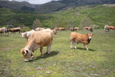 Pirenelerdeki çayırlarda inekler, İspanya