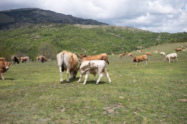 Dağlarda otlayan inekler.