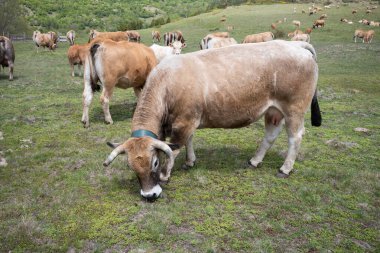 İnek sürüsü yazın Montgro 'da dağlarda otluyor..