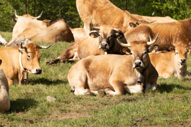 Yeşil çayırdaki inekler
