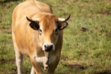 Kırsalda beyaz bir ineğe yaklaş.