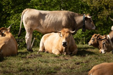 Bir tarlada bir grup beyaz inek