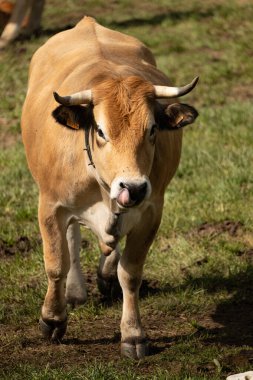 Çayırdaki kahverengi boğa.