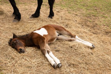 Yerde yatan şirin bir at.