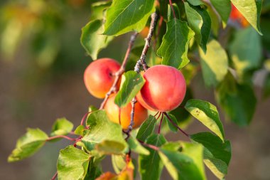 Sonbaharda meyve bahçesinde elmalar