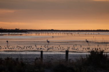 Gün batımında kuşlar gölün üzerinde uçuyor.
