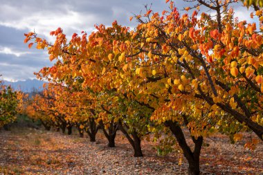 Kırmızı ve sarı yapraklı sonbahar manzarası