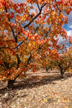 Renkli yaprakları ve ağaçları olan sonbahar manzarası