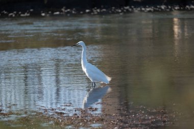 Sudaki büyük balıkçıl