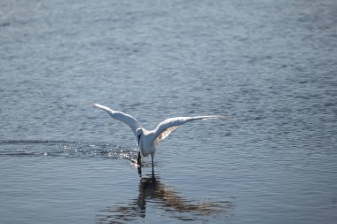 Martı denizde uçuyor.