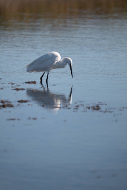Doğal ortamdaki büyük balıkçıl.