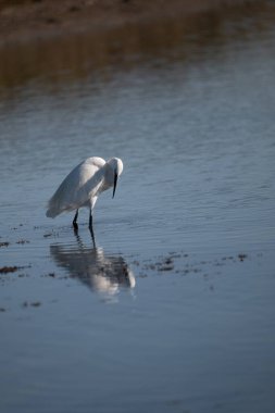 Sahilde ak balıkçıl