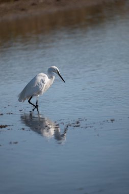 Sudaki beyaz balıkçıl