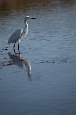 Akbalıkçıl (egretta garzetta) gölde duruyor