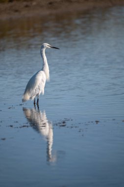 Sudaki beyaz balıkçıl