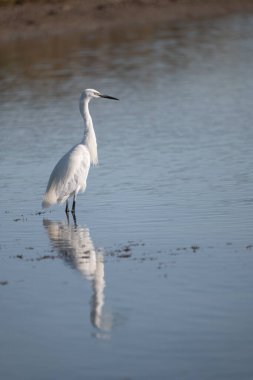 Sudaki beyaz balıkçıl