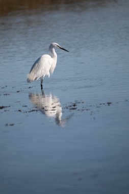 Büyük Akbalıkçıl (Egretta Garula) kışın Florida 'daki Everglades Ulusal Parkı' nda bir bataklık nehri boyunca yürüyor.