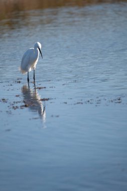 Sudaki beyaz balıkçılın seçici odak noktası. Suda yansıması var.