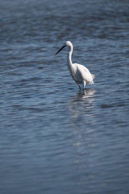 Göldeki büyük balıkçıl