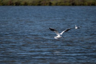 denizin üzerinde uçan martı