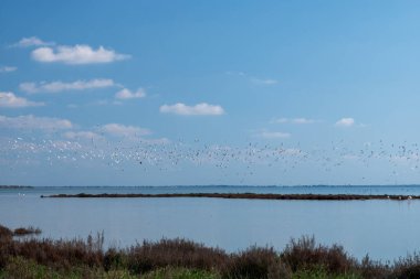 Gökte uçan martı sürüsü.