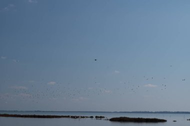 Gölde kuş sürüsü