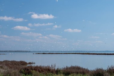 Mavi bir gökyüzünde uçan beyaz martı sürüsü.