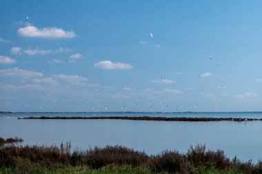 Martılar gökyüzünde uçuyor