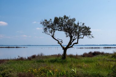 Yalnız bir ağaç nehir kıyısında.