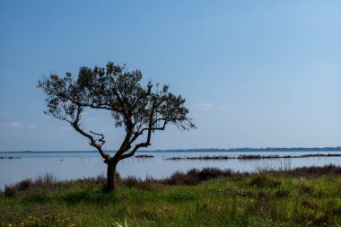Göldeki güzel bir ağaç görüntüsü.