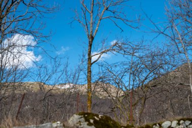 Ormanda bir ağacı olan güzel bir manzara.