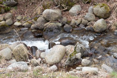 Ormandaki derede. bahar manzarası