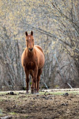 Kırmızı benekli kahverengi at.
