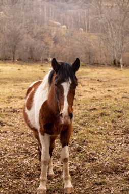 Kahverengi at arazide