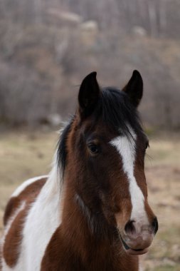 Dağlardaki ormanda bir at
