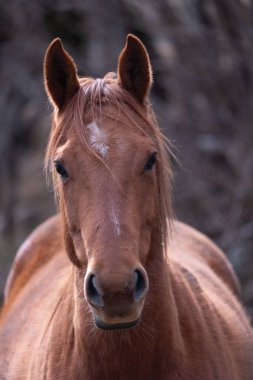 Kırım dağlarındaki güzel kırmızı atların portresi.