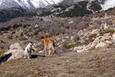 Dağlarda köpeği olan genç bir çift.
