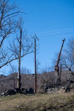Mavi gökyüzü olan eski kırık ağaç.