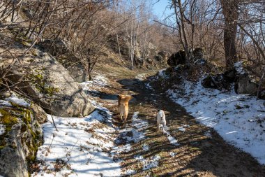 Köpek ormanda yürür..