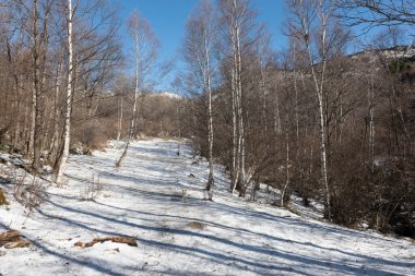 Ormanda patikası olan bir kış dağı manzarası