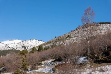 Kış ormanı, karla kaplı ağaçlar.