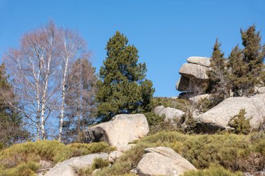 Dağlardaki ormanda bir taş