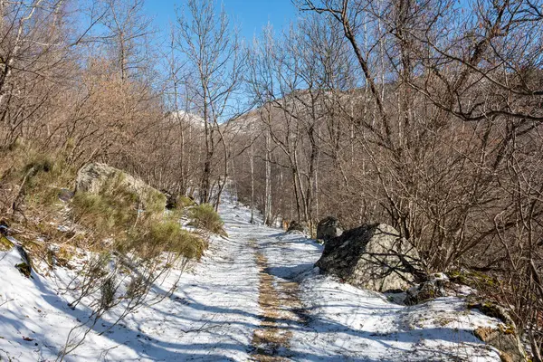 Ormanda dağları olan güzel bir manzara.