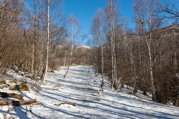Kar ve ağaçlarla kaplı kış manzarası