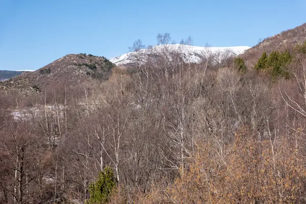 Karla kaplı ağaçları olan güzel bir manzara.