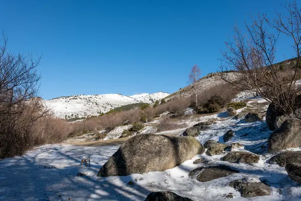 Karla kaplı ağaçlarla kaplı güzel kış manzarası