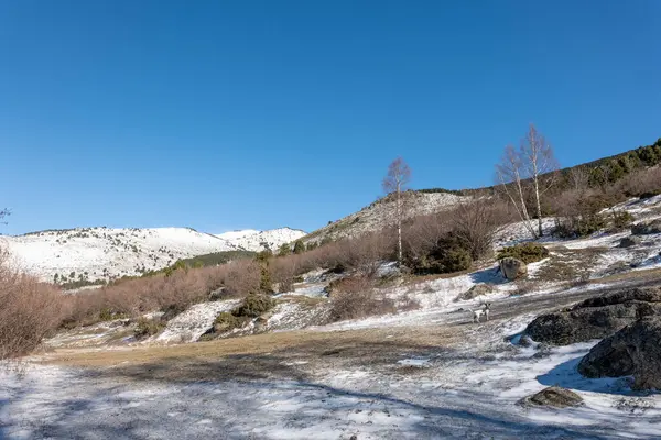 Güzel kar manzarası - dağlarla ve ağaçlarla kaplı.