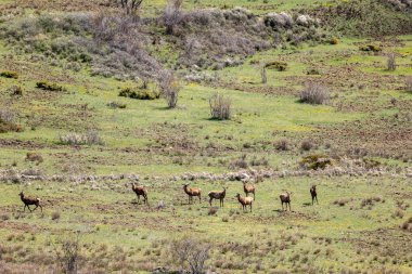 dağlarda vahşi geyik